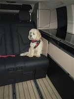 alfie (1).jpg alfie (1).jpg