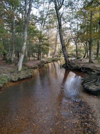 Whiteley Moor 2 New Forest Nov 21.jpg