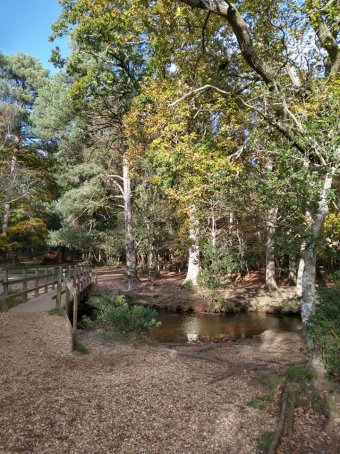 Whiteley Moor New Forest Nov 21.jpg